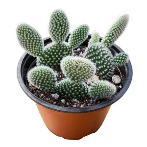 Live Succulent Plants 'Bunny Ears' Cactus, 4-inch Cacti Succulents Indoor Houseplants, Easy to Survive for Garden Home Decor