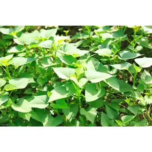 Sweet Potato - White Bonita - Plants/Slips