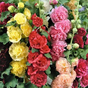 Double Hollyhock Flower Seeds – 200 Seeds, Vibrant Colors, Easy to Grow, Perennial Blooms, Cottage Garden Favorite, Attracts Pollinators, Drought Tolerant, Fast Growing, Non-GMO, Perfect for Backyard Landscaping