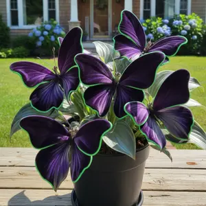 Butterfly Hosta Seeds | Grow Stunning Purple Blooms Without a Green Thumb