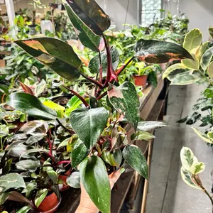 Pink princess philodendron