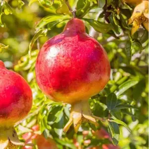 Pomegranate Tree Live Plant for Planting 4 to 8 Inch Tall - Pomegranate Fruit Tree - Punica Granatum Plant