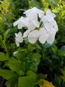 Fast Growing Perennial Shrub, Plumbago auriculata, White Cape Leadwort, Starter Plants, Lot of 2