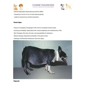 Canine Diagnosis for NAVLE - ICVA based topics for Canine Diagnosis ICVA NAVLE prep 700 Pages - NAVLE Study Guide