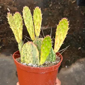 Opuntia sunburst Paddle Cactus 6in pot plant