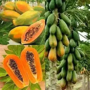 Mexican Papaya Seeds for Carica Papaya - 4 Pack of 150 Seeds - Ideal for Tropical Fruit Gardening - Versatile for Planting in Partial Shade