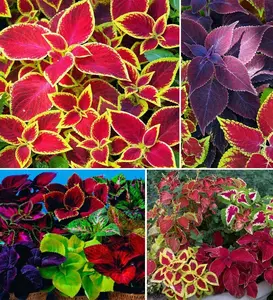 (Buy 3 For 2 Free) 100 Rare Coleus Seeds | Vibrant Ornamental Plant with Easy-to-Maintain Foliage | Perfect for Container Gardening