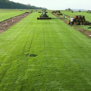 300,00 Premium Grass Seeds for Lawn Repair & New Lawns, Sun and Shade Mix, Fast Growing High Germination, All Season Turf Grass Seed, Grown in USA