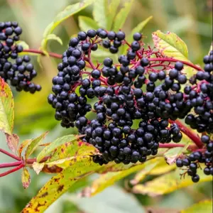Elderberry Plants Live for Planting, Sweet Elderberry Bushes Live Plant 5 to 6 Inch Tall, Black American Elderberry Fruits Trees