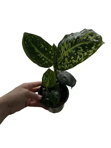 Dieffenbachia Reflector 4” Potted Live Plant - Rare Exotic Houseplant - Green Polka Dot Foliage - Spotted Pattern - Tropical Gift - Unique Indoor Plant - Round Waxy Leaves - Statement Greenery - Compact Growth