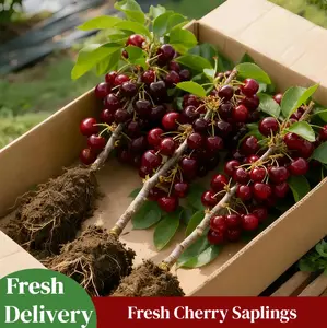 Sweet Cherry Tree Seedling CHeirloom Non-GMO Cold Hardy Easy to Grow for Home Garden Patio Pots, Live Cherry Tree Sapling