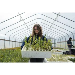 Cork Oak | Lot of 30 Tree Seedlings