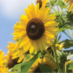 50pcs Multi-Headed Sunflower Seeds for Planting- Rare and Stunning Garden Blooms Non GMO Heirloom Garden - Planting Instructions for Easy Grow - Great Gardening Gifts