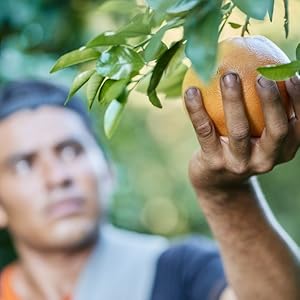 Oussiu Vetiver Essential Oil 100% Pure & Natural - Ideal for Aromatherapy & Relaxation - Vegan & Gluten-Free - Fitness Healthcare Wellness Healthy Oussiu Vetiver Essential Oil 100% Pure & Natural - Ideal for Aromatherapy & Relaxation - Vegan & Gluten-Free - Fitness Healthcare Wellness Healthy