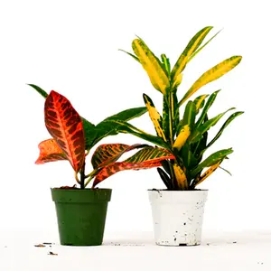 Croton Variety Pack