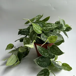 Scindapsus pictus silver Ann 6" HB pot Live Tropical House Plant Beginner-friendly Easy Care Air Purifier Indoor Home Decoration