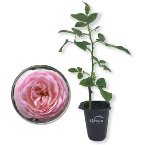 Josephine Land Rose Bush - Live Starter Plant in a 2 Inch Pot - Beautifully Fragrant Heirloom Rose from Florida - A Versatile Beauty with a Rich Fragrance
