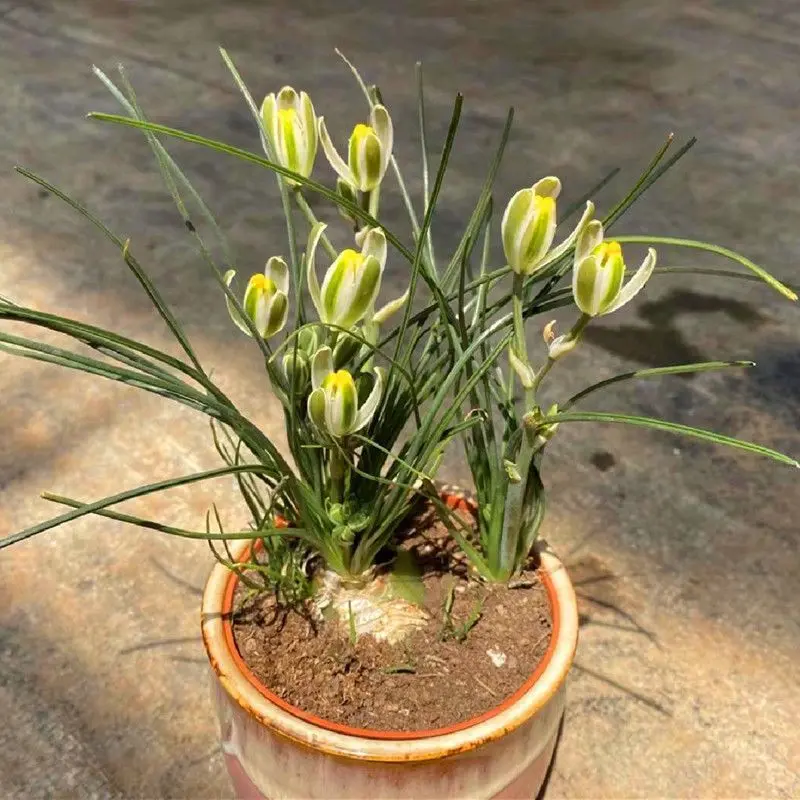Freesia Flower Bulbs, Fragrant Garden Flower Starter, Colorful Spring Blooming Bulb Plant for Patio & Landscape