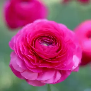 (5) Elegance Ciclamino Ranunculus Corms Bulbs Plants Tubers Spring Garden Flowers