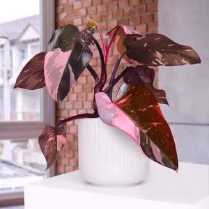 Philodendron Pink Princess 4" - Rare Variegated Houseplant with Elegant Pink and Green Foliage, Perfect for Indoor Decor. Low-Maintenance and Ideal for Enhancing Your Living Space!