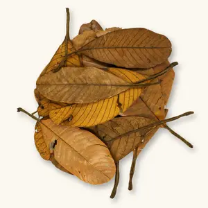 Natural Terentang Leaves (20c) by Betta Botanicals for Wild Betta Tanks & Blackwater Aquariums