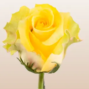 Gospel Roses Fresh Premium Imported From Ecuador