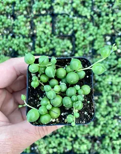 2” String of Pearls Plant - String of Pearls Succulent