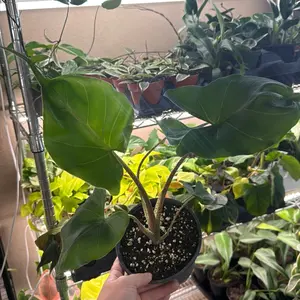Alocasia Stingray 6in