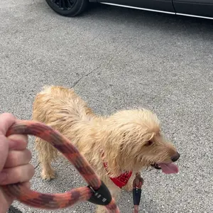 Goy Walker Dog Leash