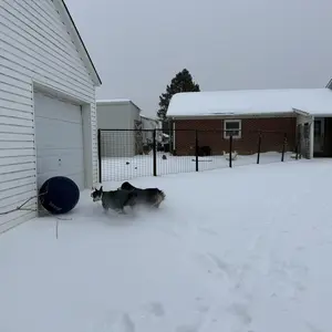 Inflatable Herding Ball for Dogs – Push & Chase Interactive Outdoor Toy