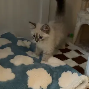 Lesure Waterproof Pet Blanket for Dogs & Cats - Cozy Winter Dual-Sided Jacquard Shag & Sherpa Fleece Blanket For Pets And Humans, 3D Textured Cloud Pattern, Machine Washable, Durable & Portable, Soft Couch Protector, Versatile Pet Blanket