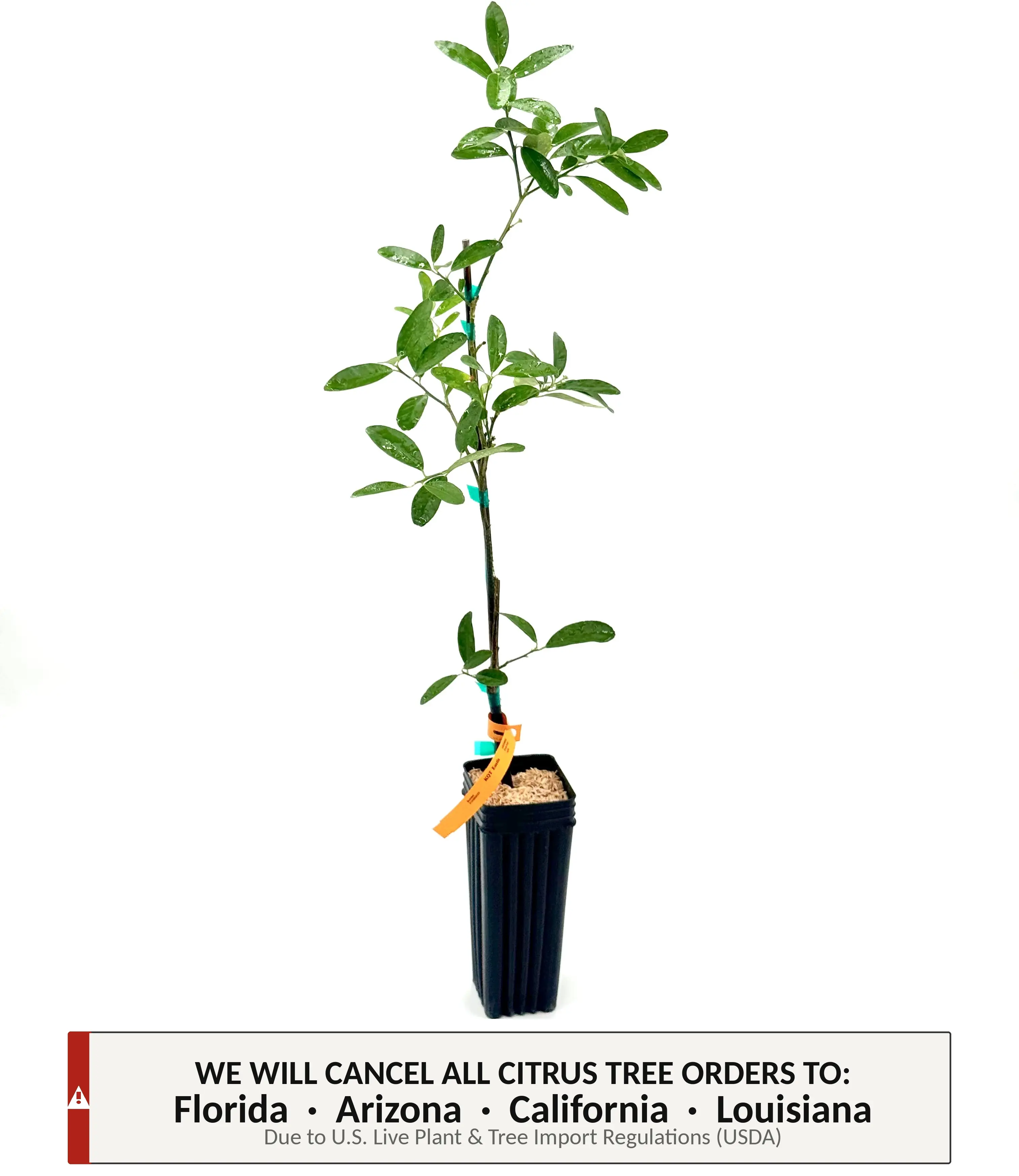 Eustis Kumquat Tree | No Ship CA AZ LA FL | US Citrus Nursery | Sweet Tart Edible Peel, Natural Live Citrus Plant, Cold Hardy Indoor Outdoor Container Fruit Tree