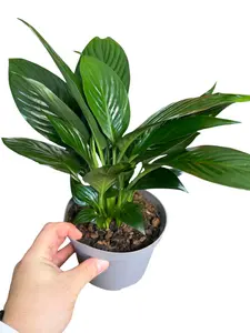 6" Spathphyllum 'Dwarf', Peace Lily, Blooming Bright Indirect Light Plant, Live Houseplant, Indoor Plant