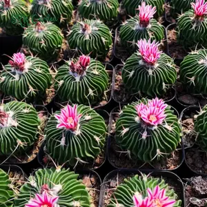 Stenocactus Multicostatus, Brain Cactus, Live Plants in 3" pot