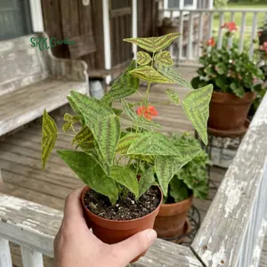 Butterfly Plant, Christia Obcordata, Rare Houseplant, Live Plant in 4 inch pot