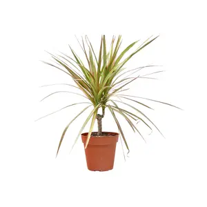 Dracaena 'Red Margined' - 4" Pot: Air-Purifying Madagascar Dragon Tree with Flaming Fringe
