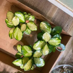 Hoya Australis Lisa- 4 inch pot, easy care