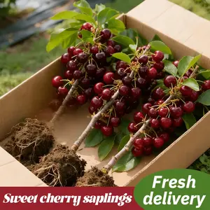Non-GMO Cherry Live Plant Seedlings – Farm Grown Fruit Tree Starter for Home Gardens, Patio Containers & Backyard Orchards, Fast Growing High Yield