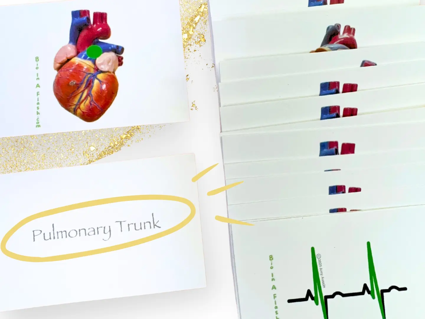 The Heart Anatomy Flashcards - TikTok Shop