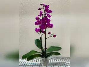 Orchid 'Purple''