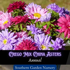Crego China Aster Flower Seed Pack, Big Colorful Flower Seed Packets, Cottage Garden Landscaping, Non-GMO Heirloom Variety for Decorative Landscaping