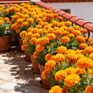 200 Marigold Seeds Pack for Garden & Outdoor Planting – Suitable for Flower Beds, Yard Borders & Seasonal Landscaping Projects – Bulk Flower Seed Collection – Seeds Only, Not Live Plants