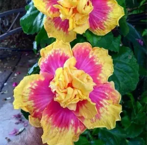 Green River- Double Pink Yellow Hibiscus Seeds, 20 Premium Flower Seeds for Pollinator & Cottage Gardens All Seasons Bag Partial Sun Giant Blooms Up to 12" Wide