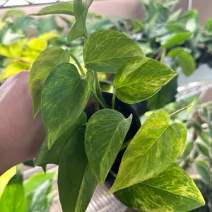 Pothos Neon Queen