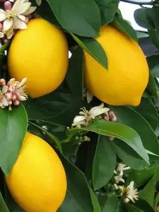 Meyer Lemon in half Gallon Pot, Grafted, Improved Lemon