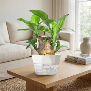 Brazilian Lucky Wood Doll with Base for Luck and Wealth,Easy to Grow Indoors,Decorative Ornament for Luck and Wealth