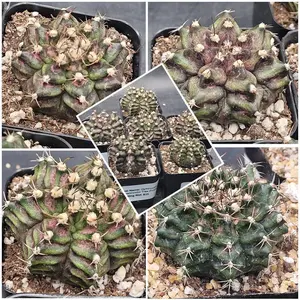 Gymnocalycium Mihanovichii "Dino" 2" Pot - Natural Gymnastics Plant with Durable Design