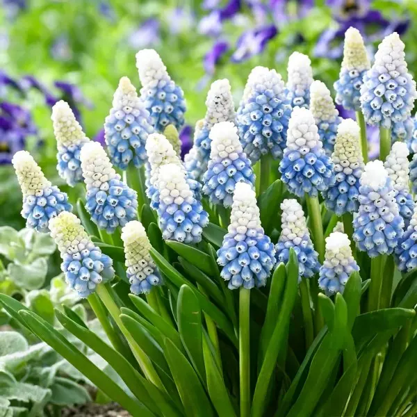 3 Pcs Grape Hyacinth Muscari Armeniacum Bulbs - Hardy Perennial Blue Spring Flower Bulbs for Fall Planting, Full Sun Outdoor Ground Cover, Beginners, Deer Resistant Garden Supplies with Inclusive Bag