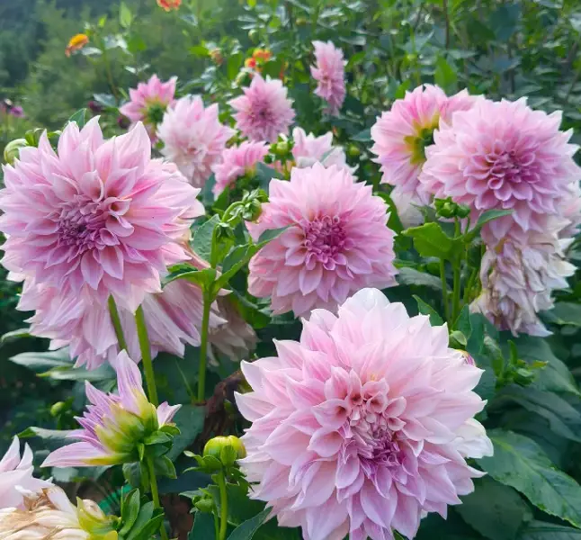 Mixed Colors Dahlia Flower Seeds Packet - Easy-to-Grow Perennial Outdoor Garden Seeds for Planting (Home Improvement & Garden Supplies)