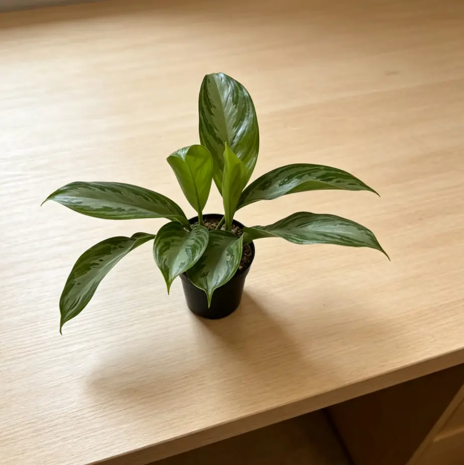 RZ-14 / 4 Inch Potted Aglaonema Silver Queen Live Chinese Evergreen Houseplant, Broad Glossy Oval Leaves With Silvery Central Variegation & Dark Green Mottled Edges